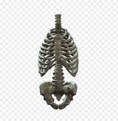rib cage Transparent PNG images for printing