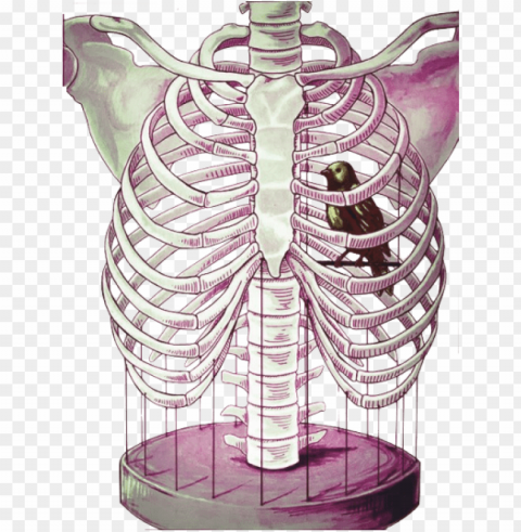 rib cage bird cage Transparent PNG Isolated Illustration