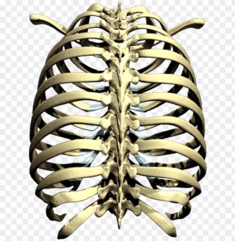 rib cage picture - rib cage PNG graphics with alpha channel pack