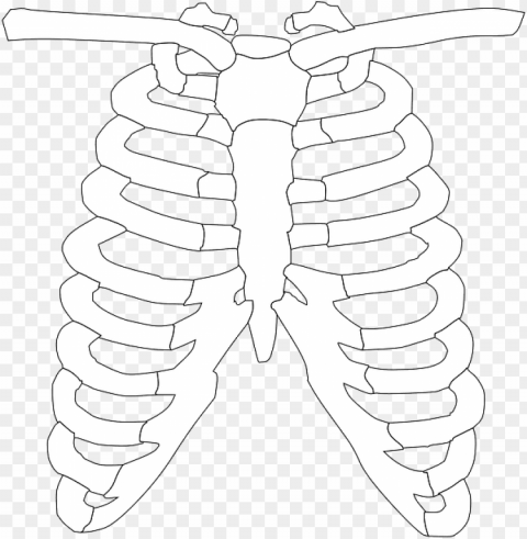 rib cage ribs bones human - huesos del torax para colorear PNG Graphic with Isolated Design