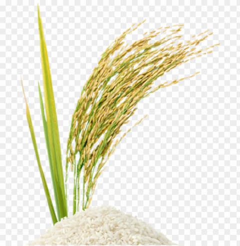 Rice Stalk - Rice Transparent Background Isolation In PNG Image