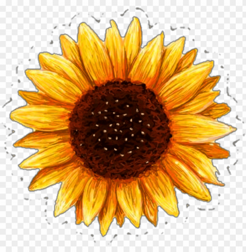 rintable sunflower sticker PNG files with transparent canvas collection