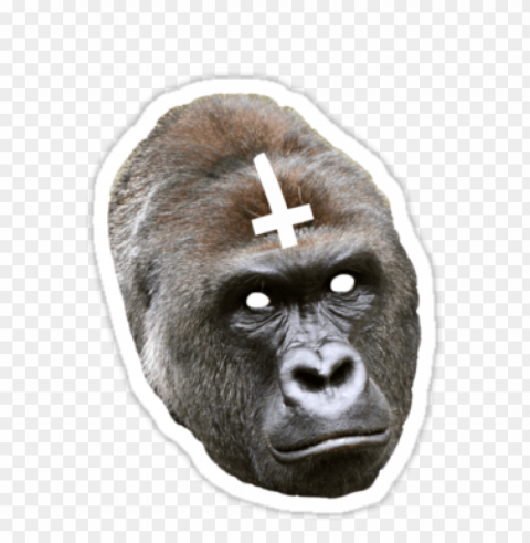 rip harambe sticker PNG with Transparency and Isolation