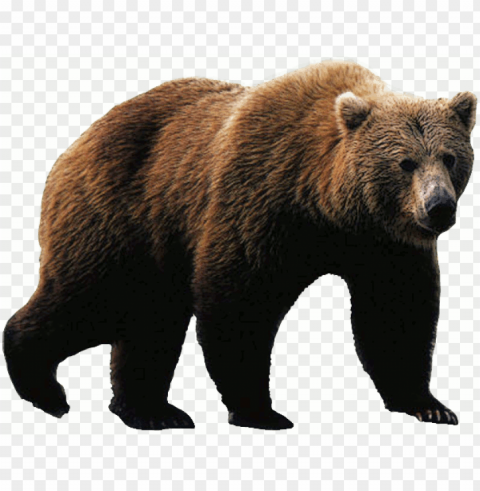rizzly bear download - grizzly bear Clear PNG pictures bundle