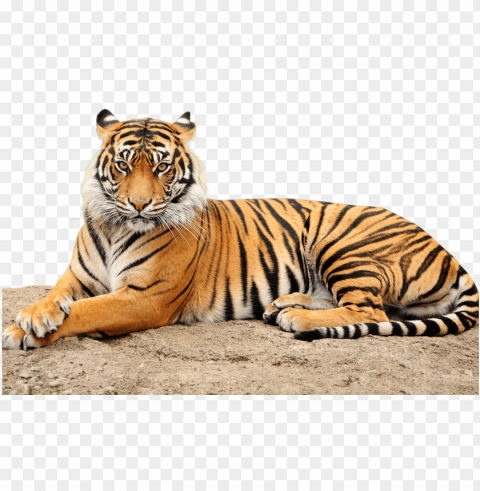 roaring tiger - point defiance zoo & aquarium PNG files with transparent backdrop