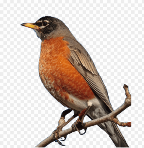 robin bird High-resolution PNG images with transparency wide set