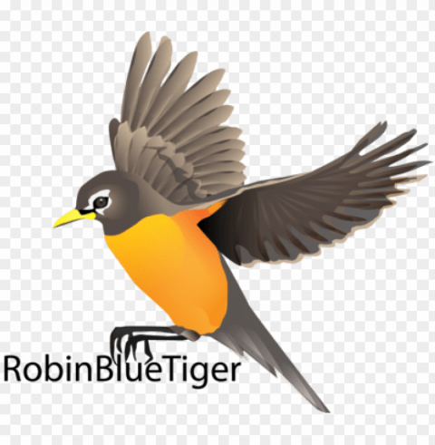 robin bird flying drawing PNG with isolated background