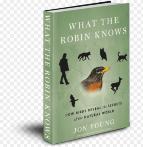robin knows how birds reveal the secrets of Isolated Artwork in Transparent PNG