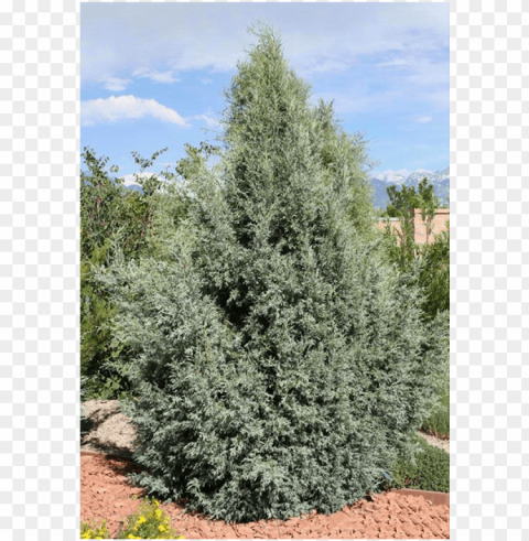 rocky mountain juniper PNG images with transparent layering
