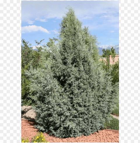 Rocky Mountain Juniper PNG Images With Transparent Layering