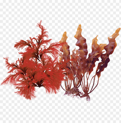 roducts containing this ingredient - aquarium decor Isolated PNG Object with Clear Background