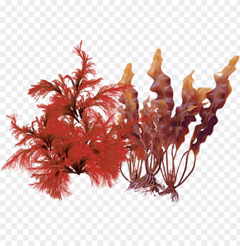 Roducts Containing This Ingredient - Aquarium Decor Isolated PNG Object With Clear Background