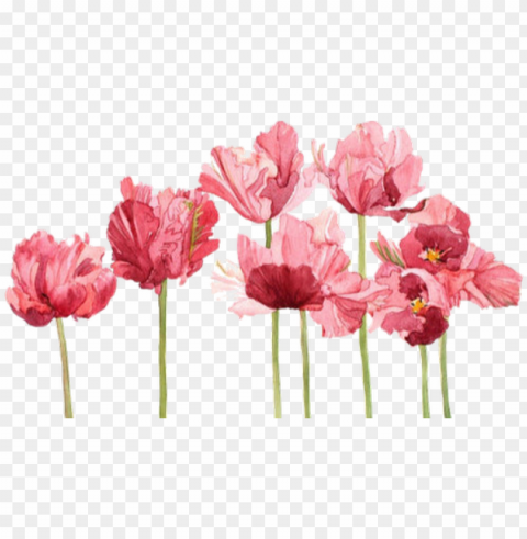 rofile cover photo - tulip watercolor Isolated Object with Transparency in PNG