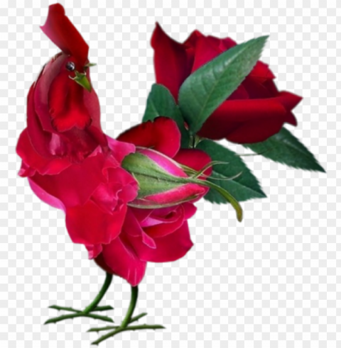 rofile search pm buddy - good morning images with rose flowers PNG with transparent backdrop