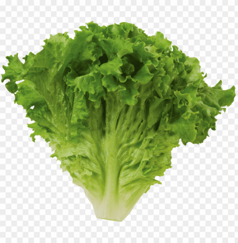 romaine lettuce PNG images for printing