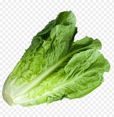 romaine lettuce image with transparent background - green giant iceberg lettuce Isolated Graphic on HighQuality PNG