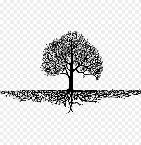 roots & branches - family tree roots PNG with no bg PNG transparent with Clear Background ID bc9ea3c6