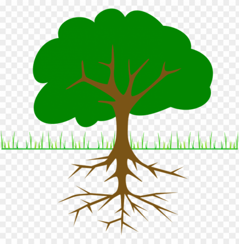 roots clipart tall tree stump - root cause HighQuality Transparent PNG Isolated Art