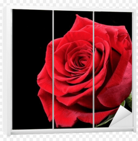 rosa roja con fondo negro High-resolution transparent PNG images comprehensive assortment