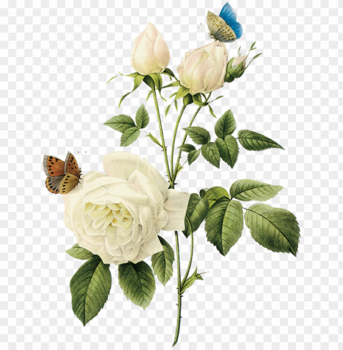 rosa rosa tan maravillosa rosa blanca - white vintage flowers Isolated Object on Transparent Background in PNG