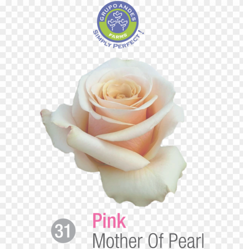 rosa variedad mother of pearl PNG images with alpha transparency wide collection