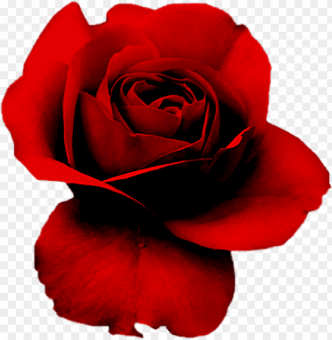 rosas - red rose on black background HighQuality Transparent PNG Isolated Art