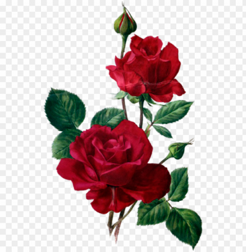 rosas rojas flores vintage sublimados acuarela - rose anne marie trechsli PNG pictures without background