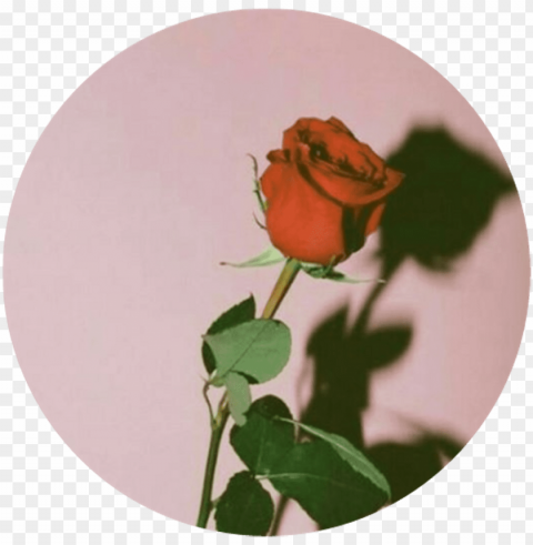 Rose Aesthetic  Red Pink Circle - Red Circle Aesthetic Free PNG Download No Background