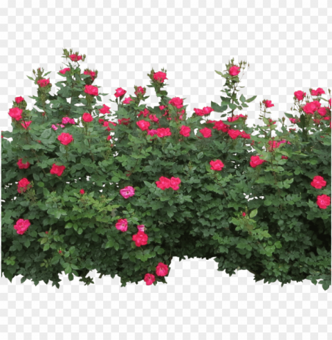 rose bush clipart row - bushes PNG for educational use