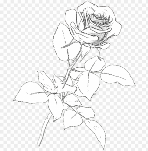 Rose Drawing Isolated Graphic Element In HighResolution PNG