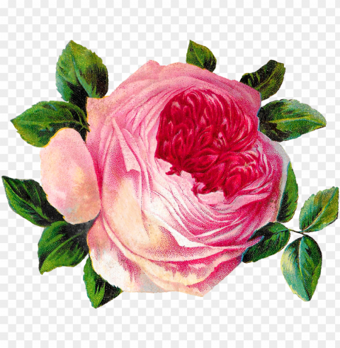 rose flower botanical art image shabby chic crafting - garden roses Clear background PNG clip arts