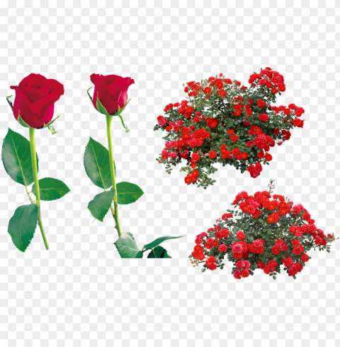 rose flower clip art - red rose bush PNG images with alpha transparency diverse set