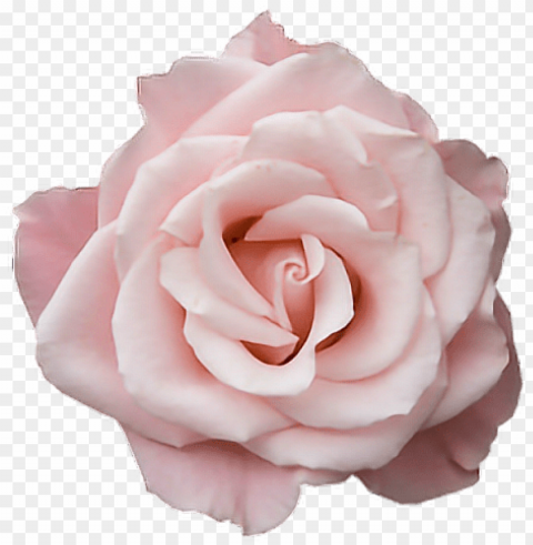 rose flower pink transparent tumblr freetoedit - pastel pink rose PNG transparency images