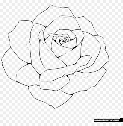 rose line drawing template - realistic rose outline drawi Isolated Subject in Clear Transparent PNG