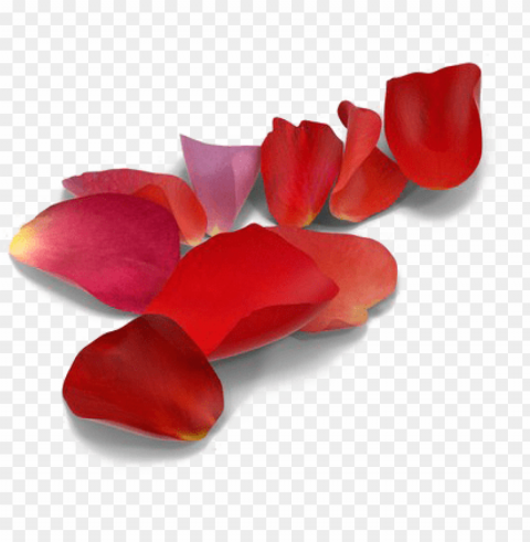 rose petals picture - red rose petal Isolated Item on Transparent PNG Format