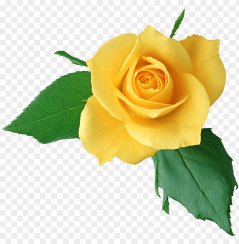 rose pictures amazing pictures rose clipart yellow - single rose flower hd HighResolution Transparent PNG Isolation
