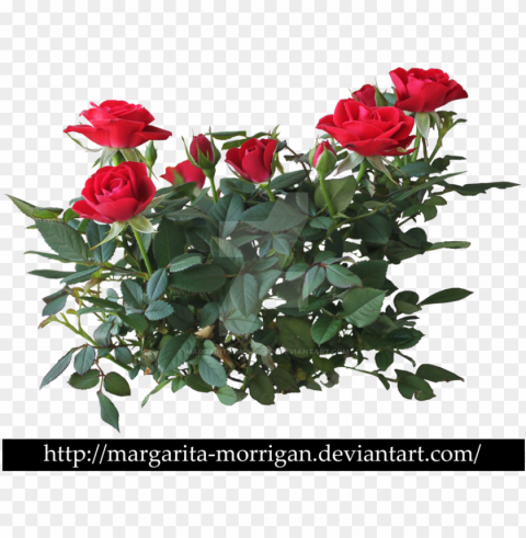 rose - rose flower plant Isolated Illustration with Clear Background PNG