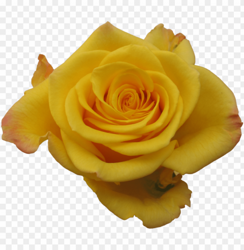 rose sonrisa - flower Isolated Artwork in Transparent PNG