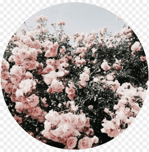 rose sticker - pink rose aesthetic PNG with isolated background