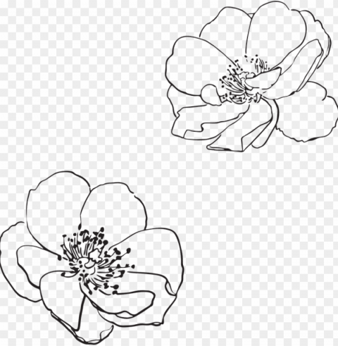 rose wild flower flowers pictured vector spring - apple blossom flower outline PNG transparency images