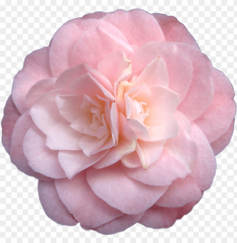 rosegold aesthetic rose freetoedit - transparent flowers PNG photos with clear backgrounds