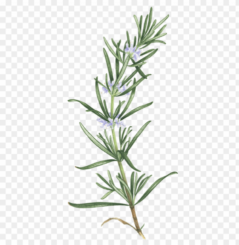 rosemary - rosemary - rosemary - flowering rosemary tattoo PNG files with transparent canvas collection PNG transparent with Clear Background ID d5e39347