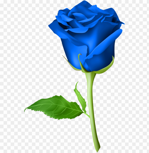 roses are blue - blue rose hd PNG transparent photos for presentations
