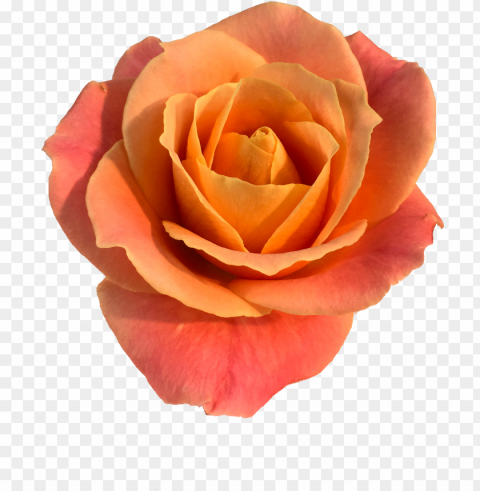roses in the void by will gee - rose PNG images with clear alpha channel