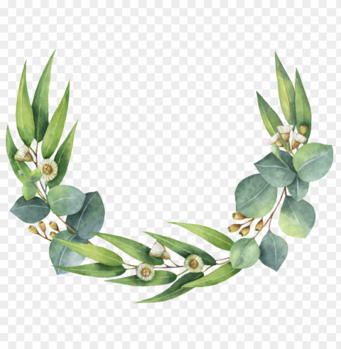 roseta de hojas verdes - eucalyptus wreath clip art Isolated Design in Transparent Background PNG