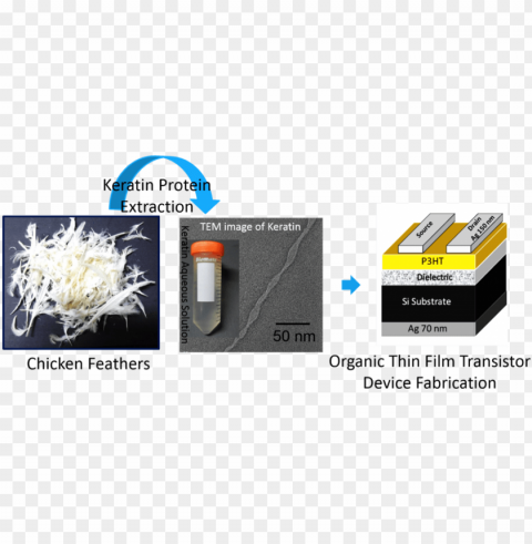 rotein from chicken feathers can be used to make efficient - keratin extraction from chicken feathers PNG Image with Clear Background Isolation