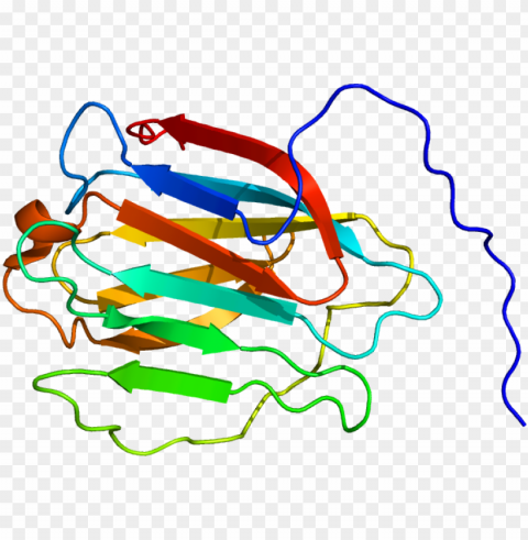 rotein lgals8 pdb 2yro - protei Transparent PNG images for graphic design PNG transparent with Clear Background ID 02d7d55c