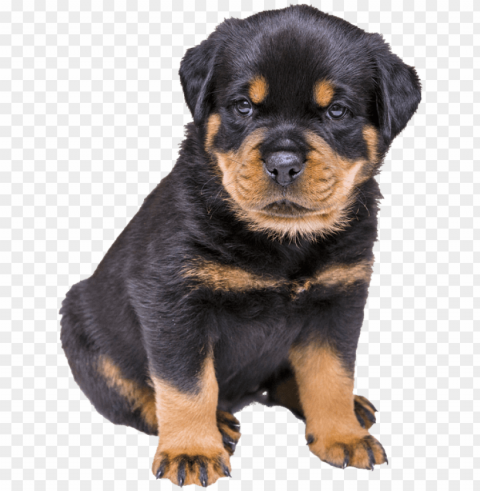 rottweiler puppy dog nature PNG transparent photos comprehensive compilation PNG transparent with Clear Background ID 13b3e7d5