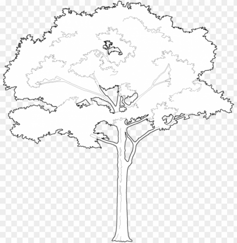 roud and tall tree 2d trees - white tree vector Alpha PNGs