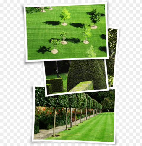 rounds maintenance is the core service we provide - pleached trees PNG images with alpha transparency bulk